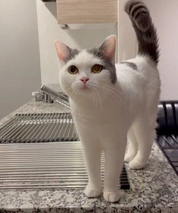 待機するフクちゃん