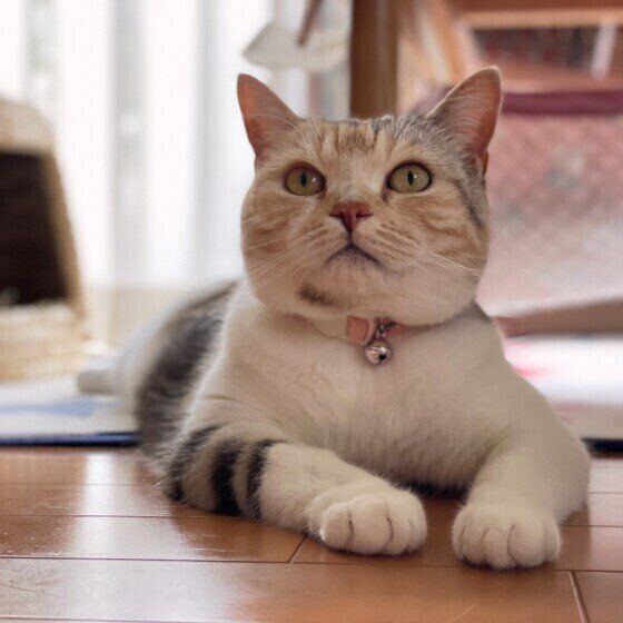 スコティッシュフォールドのモモちゃん