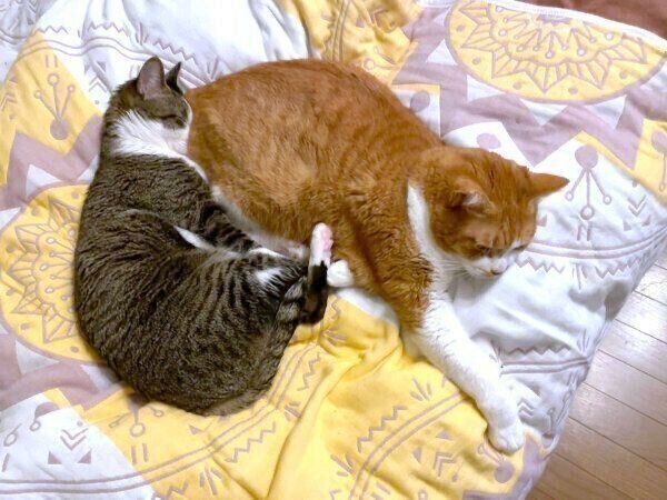 マナくんのおしりに顔をくっつけることちゃん