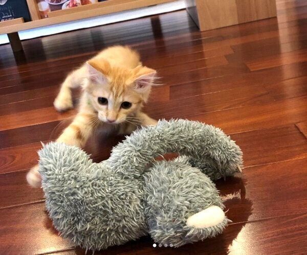 おもちゃで遊ぶもちゃこちゃん