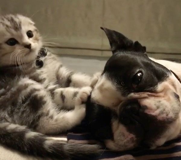 自由奔放な子猫