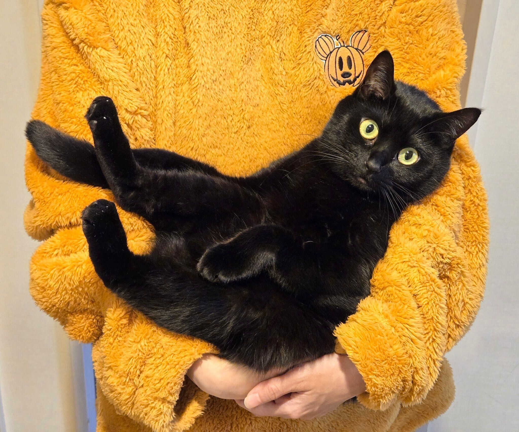 飼い主さんに抱っこされるのあるちゃん。