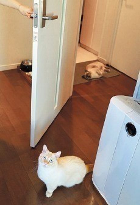 獣医師監修 猫が吐いたら 吐いたものの見極め方や原因 対処法 ねこのきもちweb Magazine 獣医師監修 猫が吐いたら 吐いたものの見極め方や原因 対処法 ねこのきもちweb Magazine