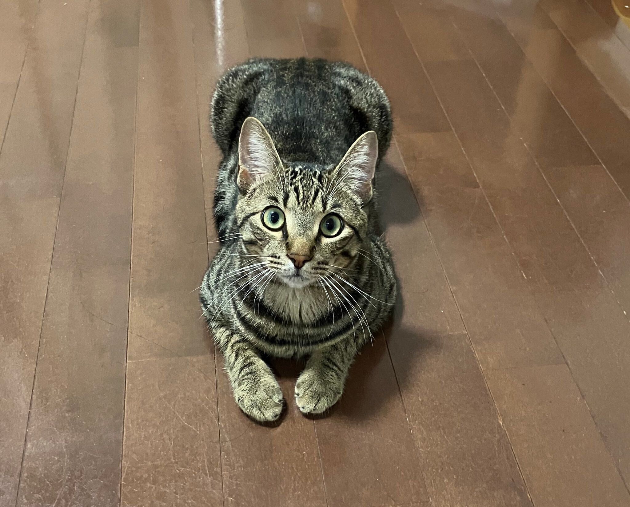 成長したぴぃすけくん　もうすぐ1才に