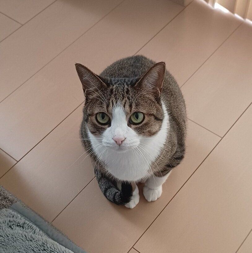 見上げるちょこ先輩