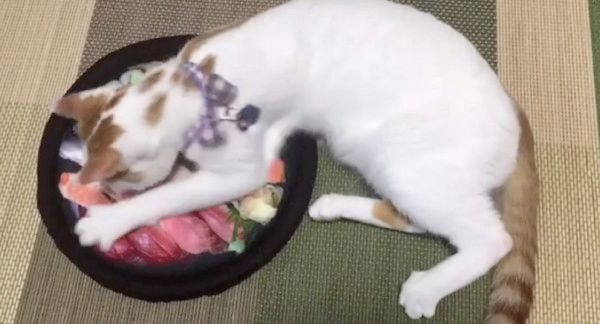 新しいクッションが気になる猫