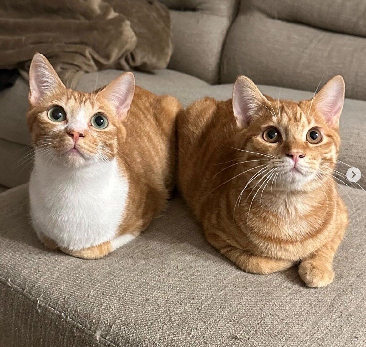 仲良しなうりくん、てとくん