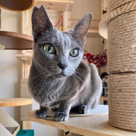猫タワーにのぼる猫（ロシアンブルー、メス）