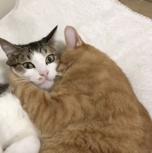 仲良しな兄弟猫