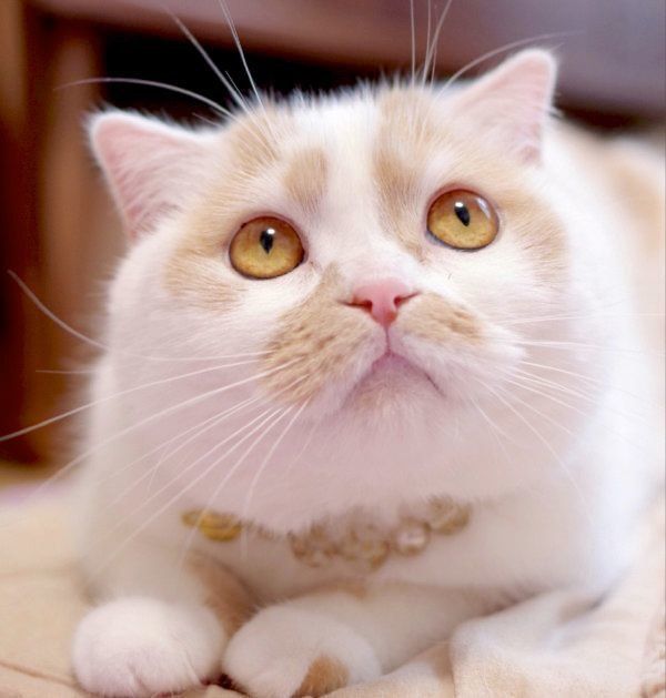 まんまるお目めで見つめるホイちゃん