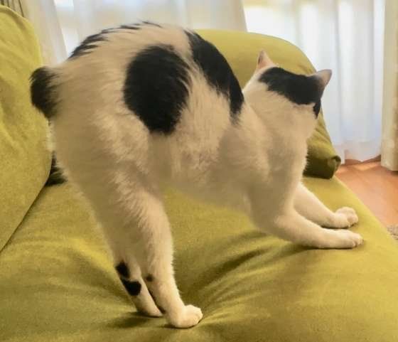 ソファでのびする猫