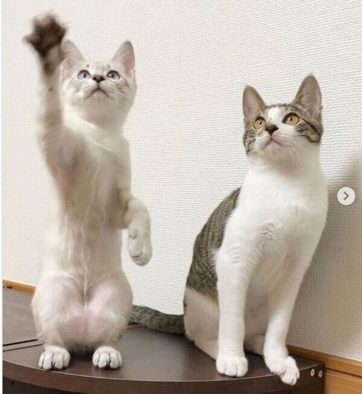 1日違いで保護された2匹の子猫 血の繋がりがないのを感じさせない 兄妹愛 に感動 ねこのきもちweb Magazine 1日違いで保護された2匹の子猫 血の繋がりがないのを感じさせない 兄妹愛 に感動 ねこのきもちweb Magazine