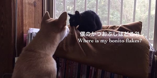 荒ぶる猫