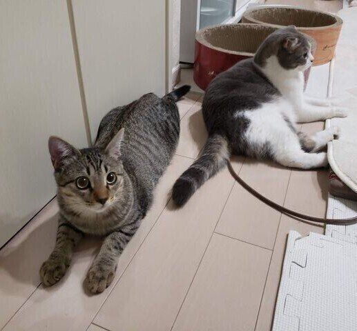 《写真左から》生後5カ月ごろのボンくん、母猫代わりのマルくん