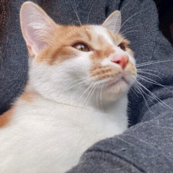 抱っこされる猫