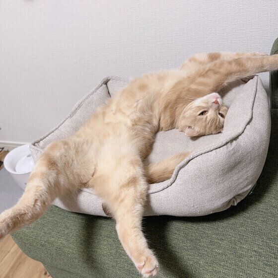 スコティッシュフォールドの梛くん♪