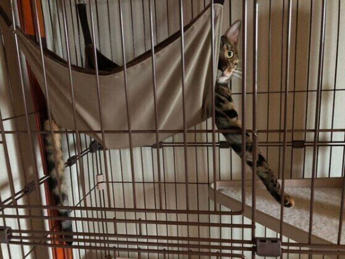 21年最新 猫に人気のハンモック タイプ別おすすめ商品や手作りについて ねこのきもちweb Magazine 21年最新 猫に人気のハンモック タイプ別おすすめ商品や手作りについて ねこのきもちweb Magazine