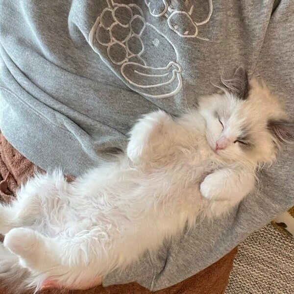 飼い主さんに抱っこされるはんぺんくん