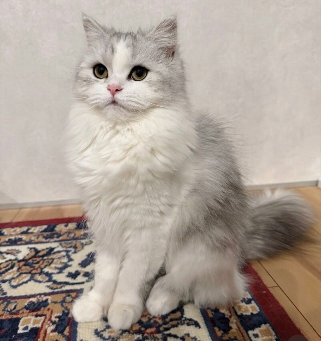 生後9カ月を迎えた当日のぴふちゃん。