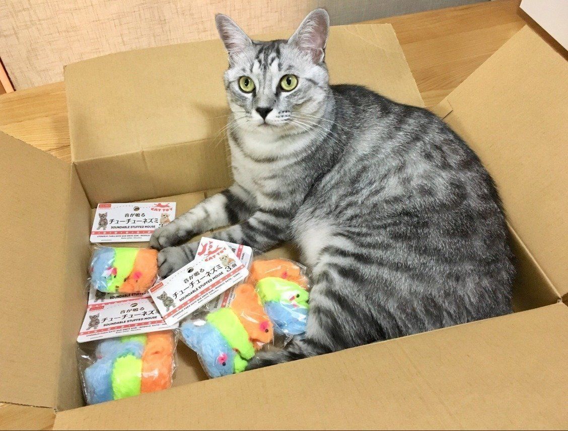 おもちゃに囲まれるコジロウくん