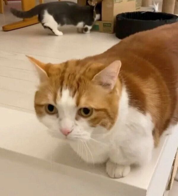 じゃれ合うココタくん、コスケくん