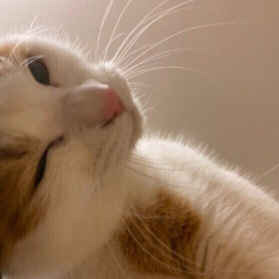 可愛い猫の6つの しぐさ からわかる 愛猫の本音 ねこのきもちweb Magazine 可愛い猫の6つの しぐさ からわかる 愛猫の本音 ねこのきもちweb Magazine