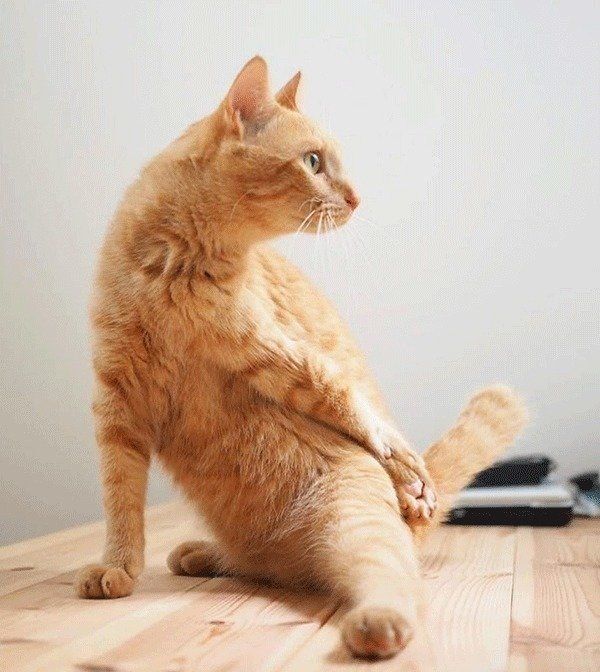 しなとらちゃん