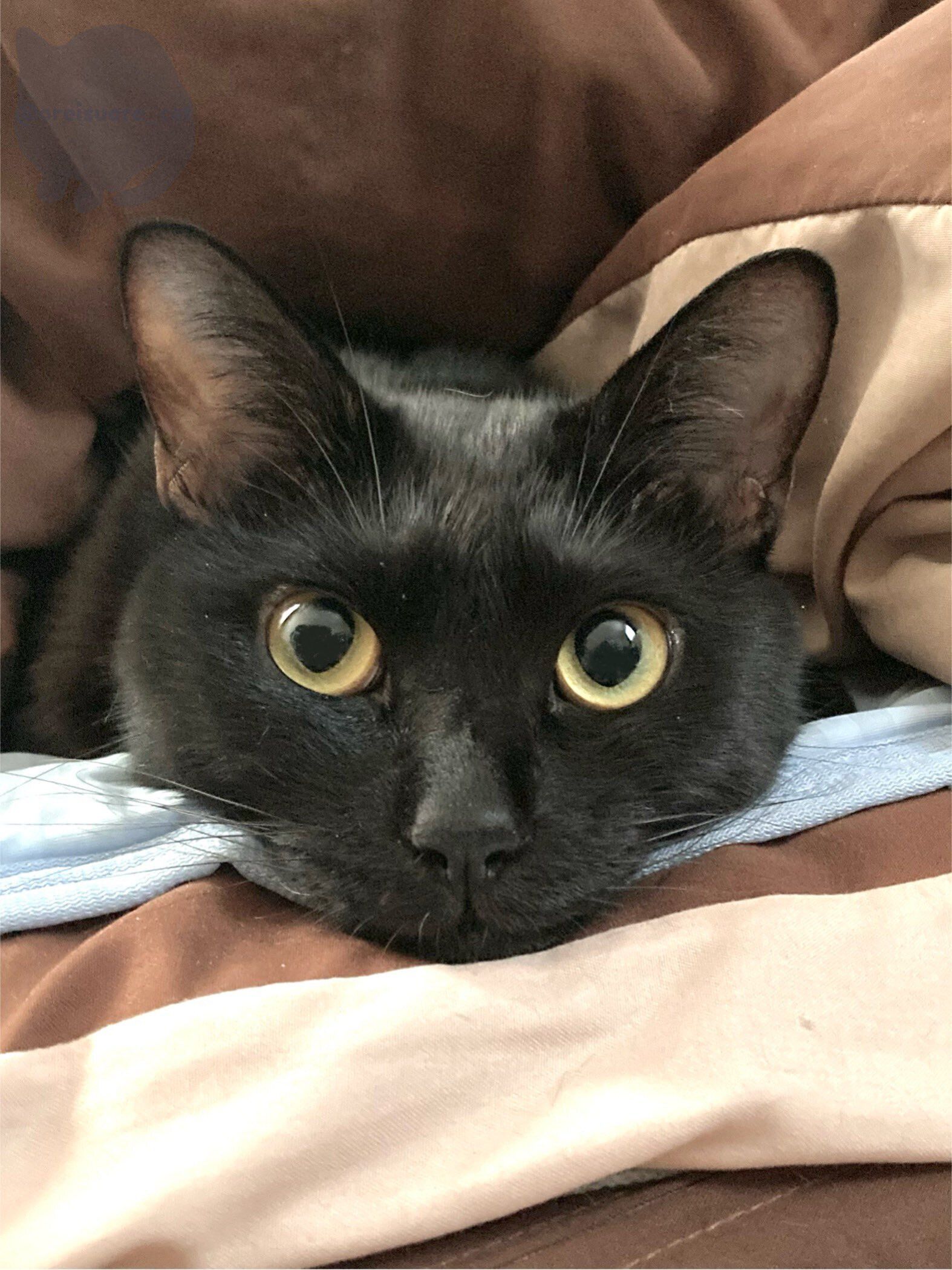 上目遣いをする黒猫