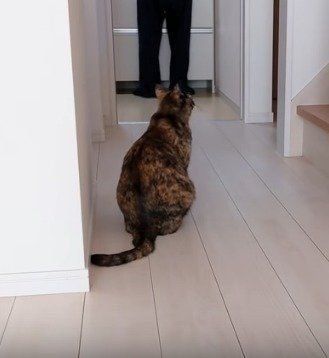 モモちゃん　ねこ