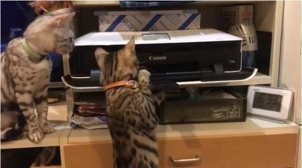 プリンター大好きニャンコ