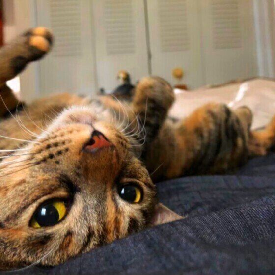 仰向けでカメラ目線のサビ猫