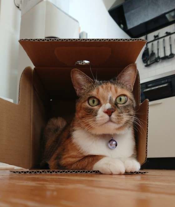 箱に入るミケのビビちゃん