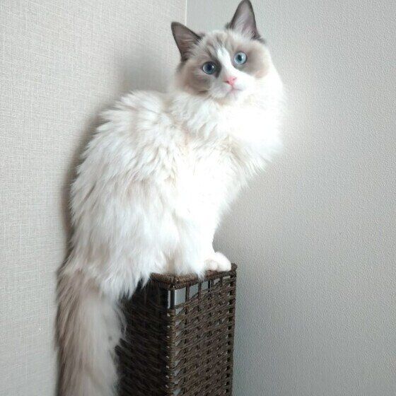 見つめるラグドール