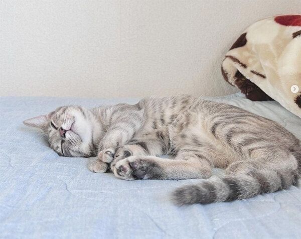 眠るコユビちゃん