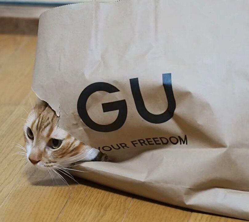 袋の中の猫