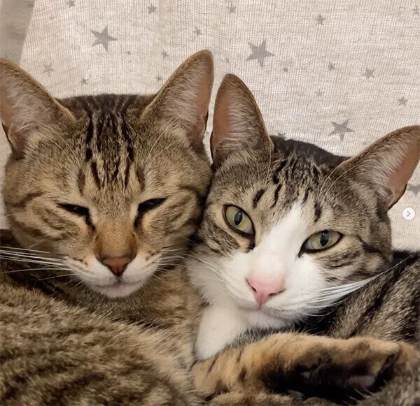 くっつくとら丸くん、らん丸くん