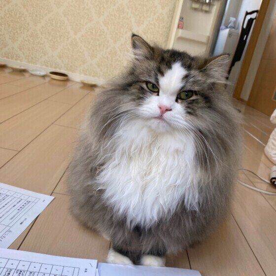 不満そうなラガマフィン