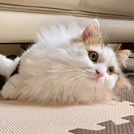 ソファの下に入る猫