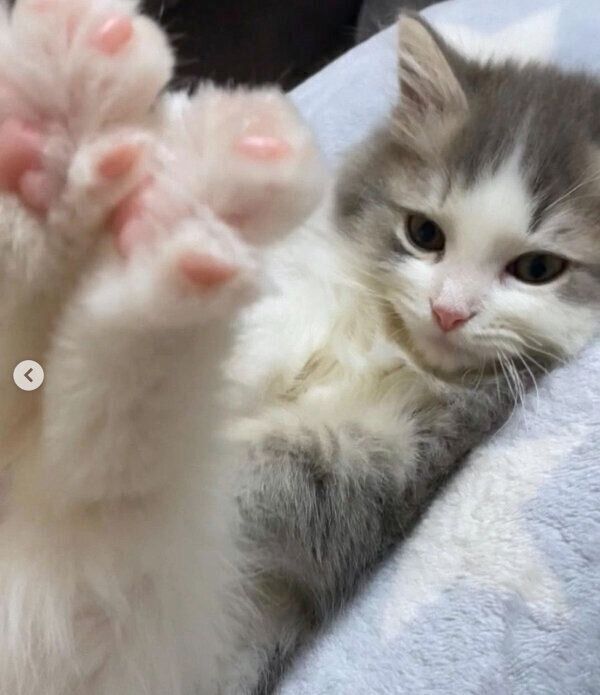 飼い主の膝の上でまったり中の生後3カ月の子猫 足ピーン あざと可愛い行動 に悶絶 ねこのきもちweb Magazine