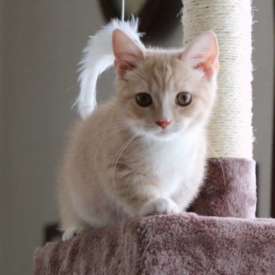 キャットタワーと子猫のマンチカンのバロンくん