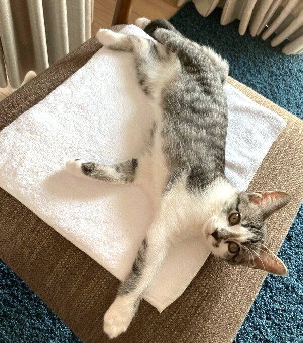 くつろぐししゃもちゃん