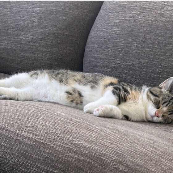 リラックスして寝そべるマンチカン