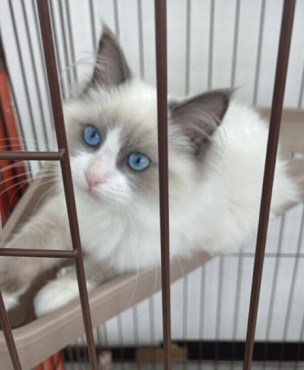 初めて会ったときから喉をゴロゴロする乃蒼くん