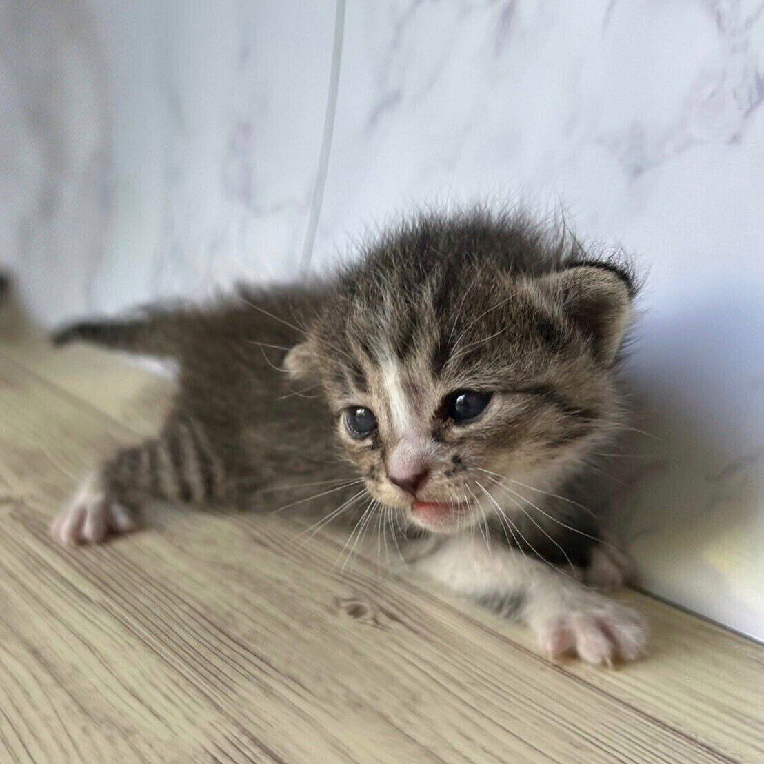 保護されたばかりのころのきびちゃん