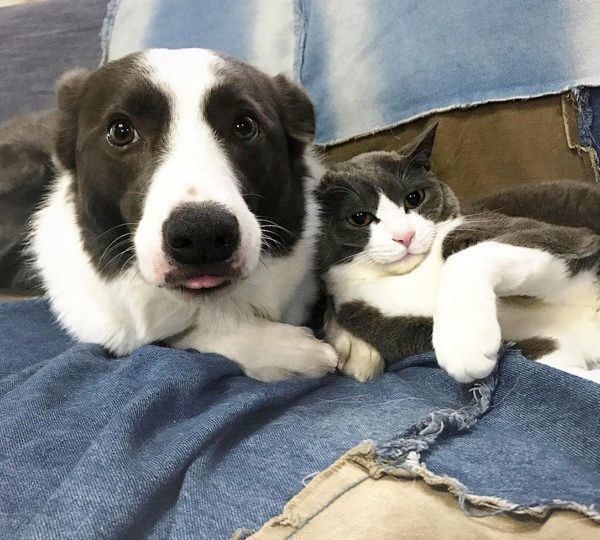 ハチワレのジェリーくんとボーダーコリー・スムースコートのランディくん