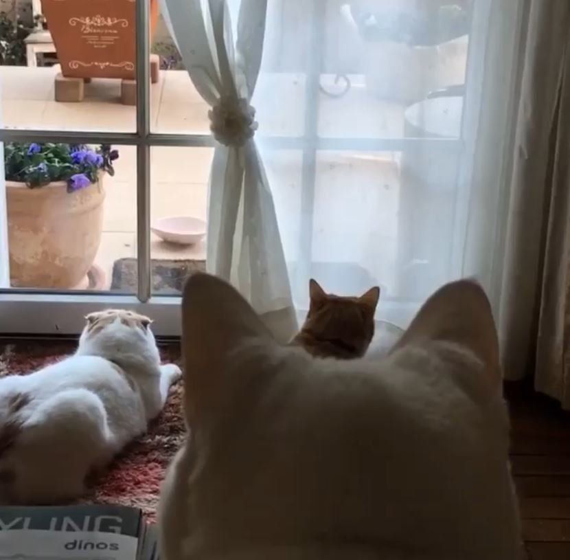 窓の外を眺める猫たち