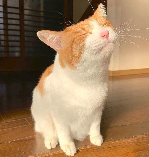 ちゅ〜るの余韻に浸るポン太ちゃん