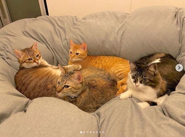 「猫団子」をする猫たち