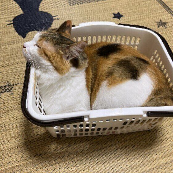 メインクーンのヒメちゃん