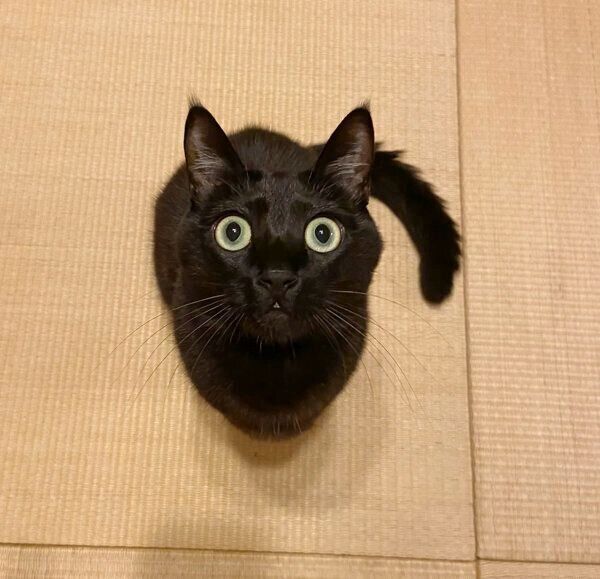 「蚊」に似ているように見える、えいきちくん